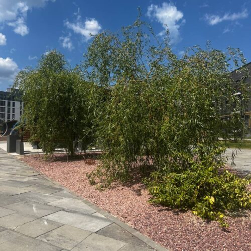 city_park_16